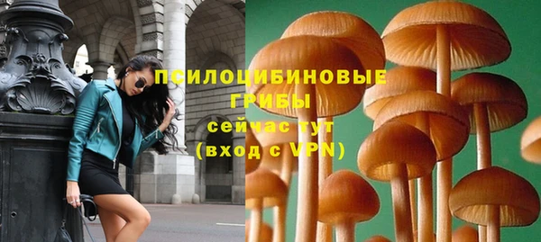 прущие грибы Каменск-Шахтинский